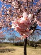 ４月　花見　（鹿島城山公園）