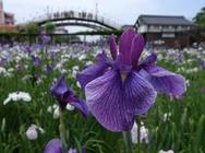 ６月　あやめ見学